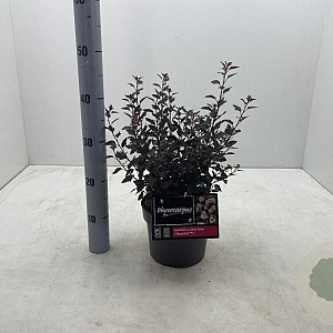 Physocarpus opulif. Little Joker 30-40 cm 3,0L