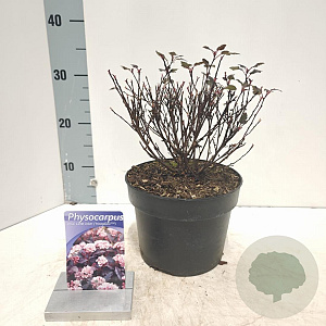 Physocarpus opulif. Little Joker 30-40 cm 3,0L