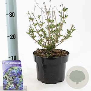 Caryopteris cland. Sterling Silver 30-40 cm 2,0L