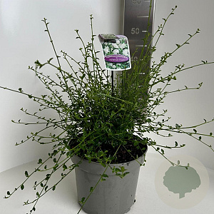 Ceanothus thyr. 'Millerton Point' 30-40 cm 5,0L