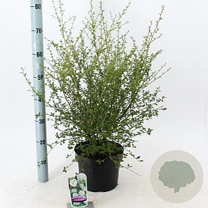 Ceanothus thyr. 'Millerton Point' 30-40 cm 5,0L