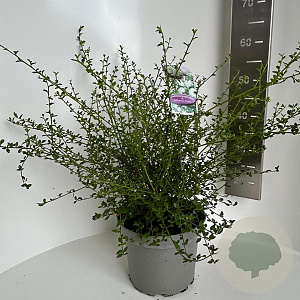 Ceanothus thyr. 'Millerton Point' 30-40 cm 5,0L