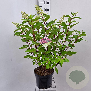 Hydrangea pan. Pinky Winky 50-60 cm 7,5L