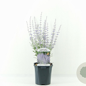 Perovskia atripl. 'Prime Time' 30-40 cm 2,0L