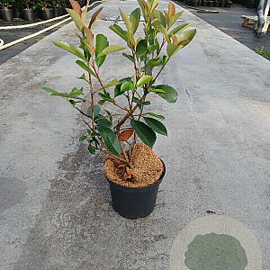 Photinia fraseri 'Red Robin' 30-40 cm 3,0L