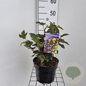 Physocarpus opulif. 'Diabolo' 40-50 cm 3,0L