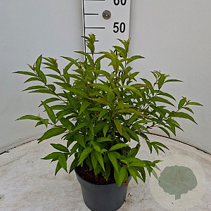 Prunus glandulosa 'Alba Plena' 30-40 cm 3,0L