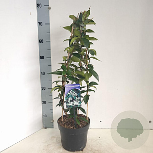 Trachelospermum jasminoides 50-60 cm 3,0L