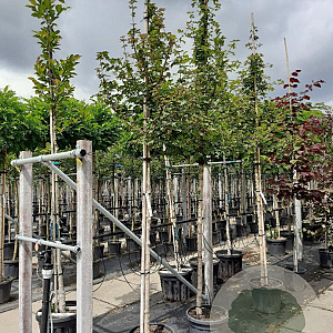 Acer campestre 12-14 HO container