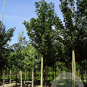Acer campestre 'Huibers Elegant' 14-16 HO container
