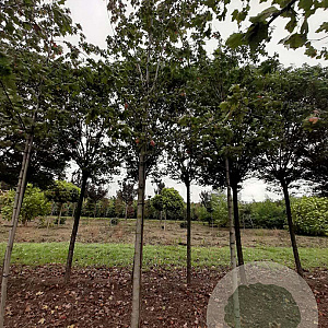 Acer freemanii 'Jeffersred' 14-16 HO draadkluit