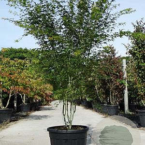 Acer palmatum 200-250 cm container Multistam