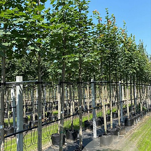 Acer platanoides 10-12 HO container