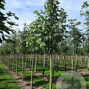 Acer platanoides 8-10 HO container