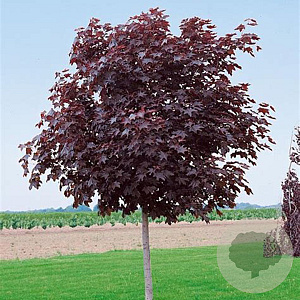 Acer plat. 'Royal Red' 10-12 HO container