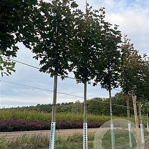 Acer plat. 'Royal Red' 14-16 HO draadkluit