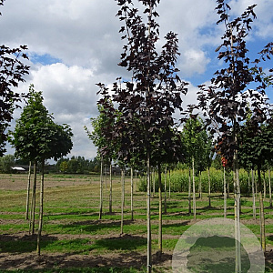 Acer plat. 'Royal Red' 8-10 HO draadkluit