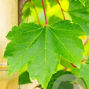 Acer rubrum 'October Glory' 16-18 HO draadkluit