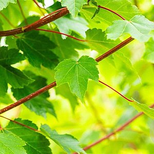Acer rubrum 'October Glory' 16-18 HO draadkluit