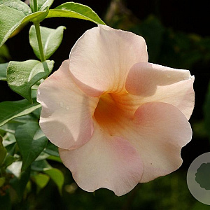 Allamanda 'Jamaican Sunset' 6-8 HO container