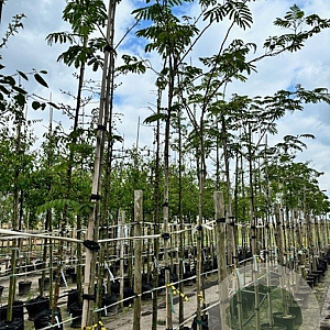 Albizia julibrissin 12-14 HO container