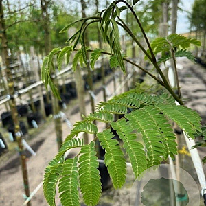 Albizia julibrissin 12-14 HO container