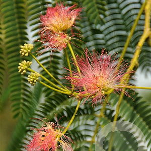 Albizia julibrissin 12-14 HO container