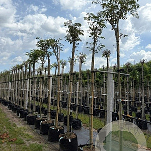 Albizia julibrissin 12-14 HO container