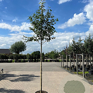 Amelanchier arborea 'Robin Hill' 6-8 HO container