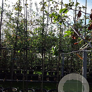 Amelanchier 'Ballerina' 6-8 HO container