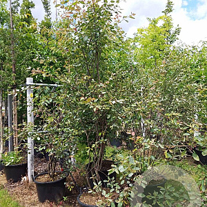 Amelanchier lamarckii 200-250 cm container Multistam