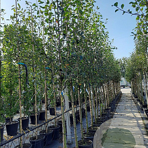 Amelanchier laevis 'Snowflakes' 8-10 HO container