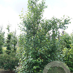 Betula albosinensis 'Fascination' 10-12 HO draadkluit