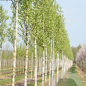 Betula ermanii 'Holland' 10-12 HO draadkluit