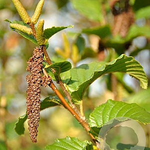 Betula medwediewii 'Gold Bark' 200-250 cm container geveerd