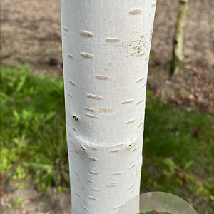 Betula utilis 'Doorenbos' 8-10 HO draadkluit