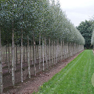 Betula utilis jacquemontii 10-12 HO draadkluit