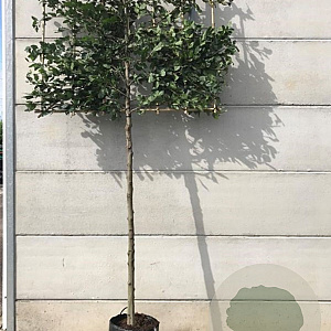Carpinus betulus 14-16 HO container 160 cm stam 120x120 scherm
