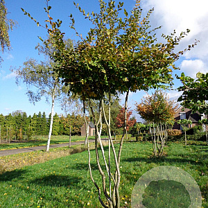 Carpinus betulus 210 cm stam container dakvorm 180 multistam