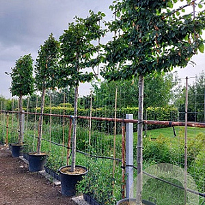 Carpinus betulus 25-30 HO container 200 cm stam 150x150 scher