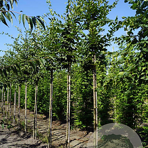 Carpinus bet. 'Lucas' 12-14 HO draadkluit
