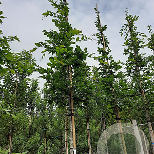 Carpinus bet. Rockhampton Red 12-14 HO container