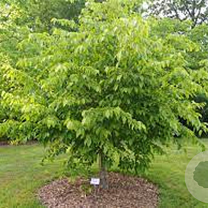 Carpinus carolin. 'Red Fall' 8-10 HO container
