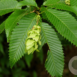 Carpinus japonica 'Chinese Lantern' 12-14 HO draadkluit