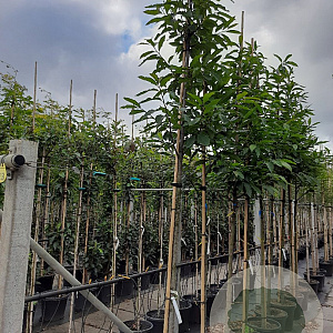 Castanea sativa 12-14 HO container