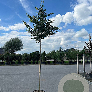 Celtis australis 12-14 HO container