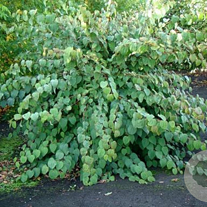 Cercidiphyllum j. Glowball 8-10 HO container 180 cm stam