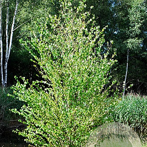 Cercidiphyllum j. 'Göteborg' 12-14 HO container