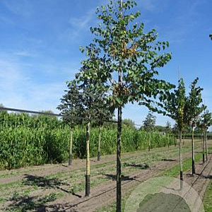 Cercis siliquastrum 8-10 HO draadkluit