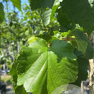 Corylus colurna 10-12 HO container